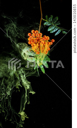 Cluster of orange rowan berries with wet green leaves suspended over black background with pale green ink smoke Cluster of orange rowan berries with wet green leaves suspended over black background with pale green ink smoke 143010855