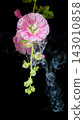 Pink hollyhock bloom with green buds and leaves rising against dark background with drifting smoke, delicate floral portrait featuring vivid texture, soft glow, and dramatic contrast 143010858