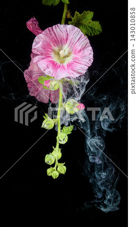 Pink hollyhock bloom with green buds and leaves rising against dark background with drifting smoke, delicate floral portrait featuring vivid texture, soft glow, and dramatic contrast Pink hollyhock bloom with green buds and leaves rising against dark background with drifting smoke, delicate floral portrait featuring vivid texture, soft glow, and dramatic contrast 143010858
