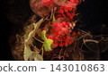 Red currant clusters and green leaves suspended in swirling ink against dark background 143010863