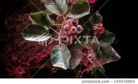 Dark ornamental branch with glossy green leaves and clustered red berries, surrounded by vivid pink smoke for dramatic botanical design on black background Dark ornamental branch with glossy green leaves and clustered red berries, surrounded by vivid pink smoke for dramatic botanical design on black background 143010864