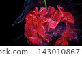 Vibrant red flowers surrounded by swirling purple and gold particles on black background creating dramatic abstract botanical composition with luminous texture, glow and elegant contrast 143010867