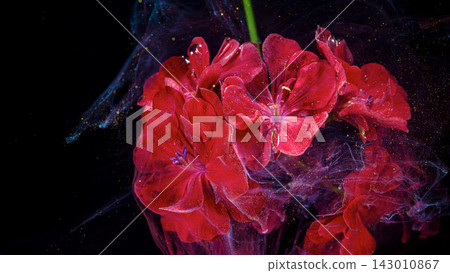 Vibrant red flowers surrounded by swirling purple and gold particles on black background creating dramatic abstract botanical composition with luminous texture, glow and elegant contrast Vibrant red flowers surrounded by swirling purple and gold particles on black background creating dramatic abstract botanical composition with luminous texture, glow and elegant contrast 143010867