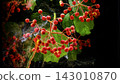 Close-up of red berry clusters with green leaves and water splashes on black background 143010870