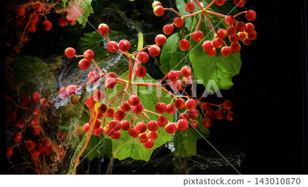 Close-up of red berry clusters with green leaves and water splashes on black background Close-up of red berry clusters with green leaves and water splashes on black background 143010870