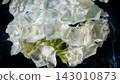 Macro closeup of white phlox flower cluster with water droplets on dark background 143010873