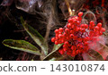 Close-up of glossy red berry cluster with swirling translucent smoke and dark background 143010874