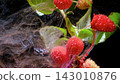 Closeup raspberries with leaves suspended in swirling liquid and glittery bubbles 143010876