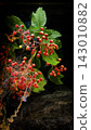 Close-up of red berry clusters with spider silk on leafy stems in natural light outdoors 143010882