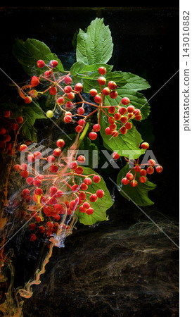 Close-up of red berry clusters with spider silk on leafy stems in natural light outdoors Close-up of red berry clusters with spider silk on leafy stems in natural light outdoors 143010882