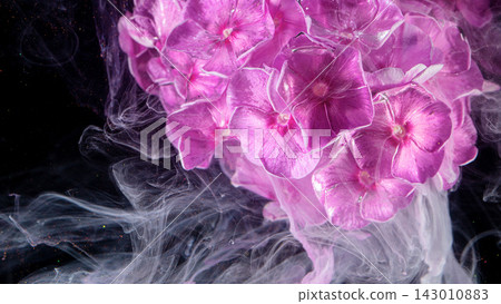 Closeup pink hydrangea cluster bloom with swirling white ink splash on dark background Closeup pink hydrangea cluster bloom with swirling white ink splash on dark background 143010883