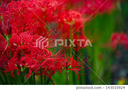 一片盛開著成簇紅色蜘蛛百合的田野,它們開著鮮豔的紅色花朵。 一片盛開著成簇紅色蜘蛛百合的田野,它們開著鮮豔的紅色花朵。 143010924