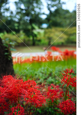 紅蜘蛛百合公園:綠樹成蔭,遍布紅蜘蛛百合。 紅蜘蛛百合公園:綠樹成蔭,遍布紅蜘蛛百合。 143010926