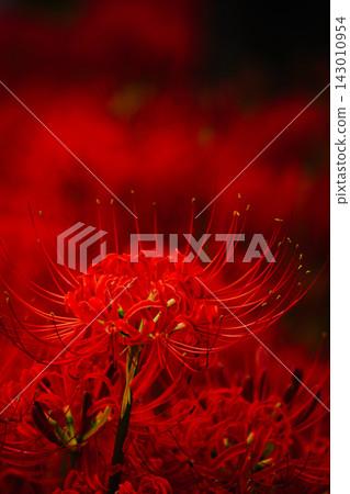 A field of crimson spider lilies A field of crimson spider lilies 143010954