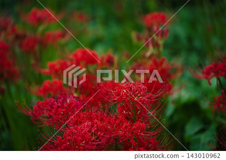 Clusters of red spider lilies and beautiful flowering quince (Red Spider Lily Field) Clusters of red spider lilies and beautiful flowering quince (Red Spider Lily Field) 143010962