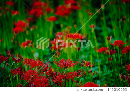 鮮豔的紅色彼岸花,映襯著綠色的背景。 鮮豔的紅色彼岸花,映襯著綠色的背景。 143010963