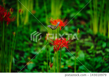 秋景:紅蜘蛛百合與鳳蝶翩翩起舞。 秋景:紅蜘蛛百合與鳳蝶翩翩起舞。 143010979