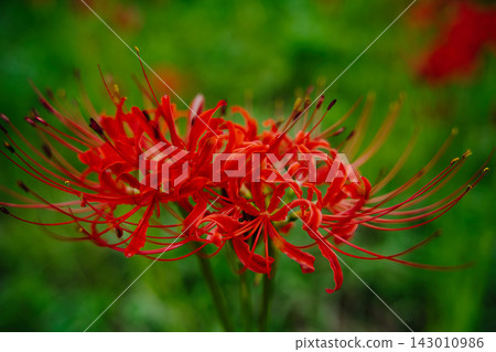 特寫鏡頭下的紅色彼岸花,帶有綠色散景效果。 特寫鏡頭下的紅色彼岸花,帶有綠色散景效果。 143010986