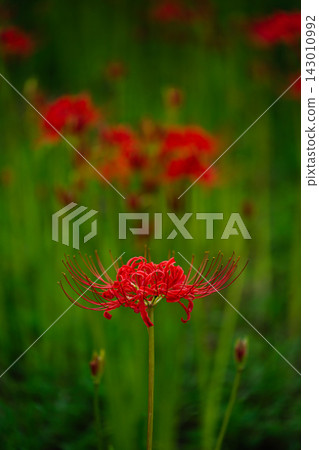 A single red spider lily and a dreamy quince blossom. (Close-up) A single red spider lily and a dreamy quince blossom. (Close-up) 143010992
