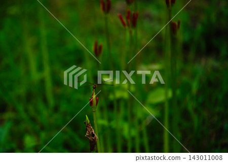 Autumn Dragonfly on Spider Lily Bud Autumn Dragonfly on Spider Lily Bud 143011008