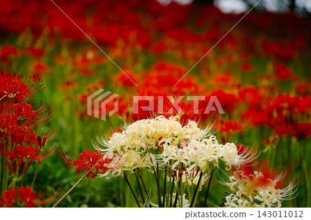 White and Red Spider Lily Field: An autumn flower field adorned with white and red spider lilies. White and Red Spider Lily Field: An autumn flower field adorned with white and red spider lilies. 143011012