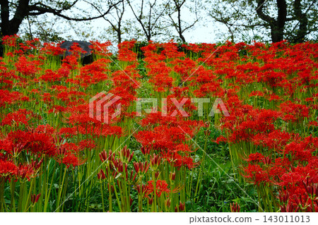 Autumn scenery with clusters of red spider lilies (Red Spider Lily Field) Autumn scenery with clusters of red spider lilies (Red Spider Lily Field) 143011013