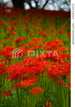 A vast autumn landscape of clusters of red spider lilies: Red Spider Lily Field A vast autumn landscape of clusters of red spider lilies: Red Spider Lily Field 143011015