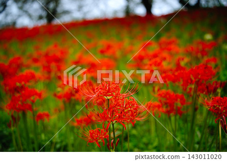 成群的紅蜘蛛百合和美麗的木瓜花(紅蜘蛛百合花田) 成群的紅蜘蛛百合和美麗的木瓜花(紅蜘蛛百合花田) 143011020