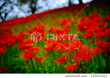 一片盛開的紅色彼岸花。 一片盛開的紅色彼岸花。 143011021