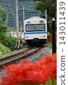 秩父鐵道1000系列車行駛在盛開的彼岸花田旁。 143011439