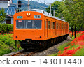 秩父鐵道1000系列車行駛在盛開的彼岸花田旁。 143011440