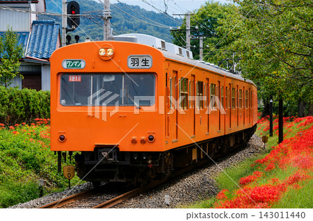 秩父鐵道1000系列車行駛在盛開的彼岸花田旁。 秩父鐵道1000系列車行駛在盛開的彼岸花田旁。 143011440