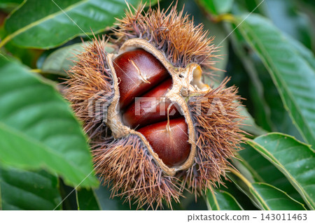 Chestnut fruit 143011463