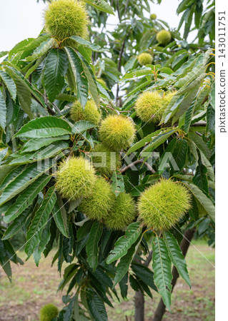 Chestnut tree before harvest Chestnut tree before harvest 143011751
