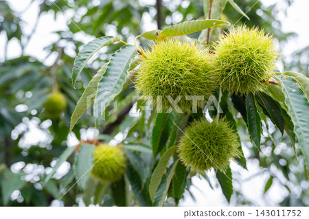 Chestnut tree before harvest 143011752