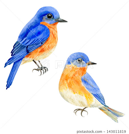 Premium handmade watercolor set with bluebirds. Beautiful bird element for projects. 143011819
