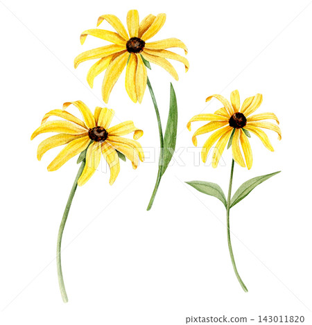 watercolor illustration featuring a charming set of meadow flowers. Includes differents Yellow Rudbeckia 143011820
