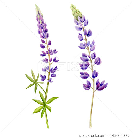 watercolor set with illustration featuring a charming of meadow lupines watercolor set with illustration featuring a charming of meadow lupines 143011822