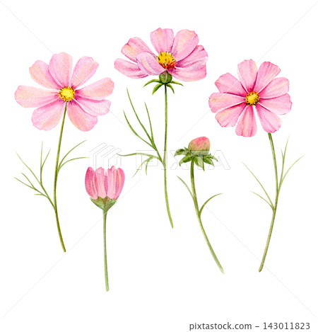 watercolor illustration featuring a charming set of meadow flowers. Includes Cosmos flowers and buds. watercolor illustration featuring a charming set of meadow flowers. Includes Cosmos flowers and buds. 143011823