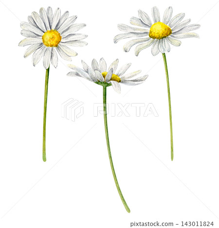watercolor illustration featuring a charming set of meadow flowers. Includes differents daisys (chamomile) watercolor illustration featuring a charming set of meadow flowers. Includes differents daisys (chamomile) 143011824