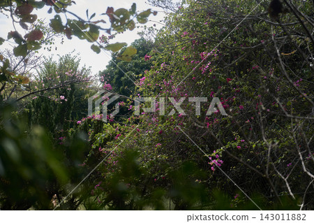 Bougainvillea landscape Bougainvillea landscape 143011882