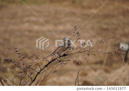 Brown-eared bulbul and deutzia (2) Brown-eared bulbul and deutzia (2) 143011977