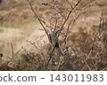 布爾布爾和溲疏（8） 143011983