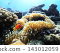 Clownfish and sea anemones living in symbiosis at Cape Maeda, Onna Village, Okinawa Prefecture 143012059