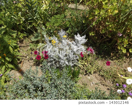 Yellow dusty miller and white petunia flowers 143012146