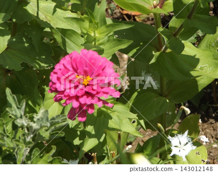 紫水晶鼠尾草和百日菊 紫水晶鼠尾草和百日菊 143012148