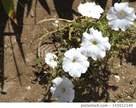 小島花園裡生長的白色矮牽牛花 小島花園裡生長的白色矮牽牛花 143012149