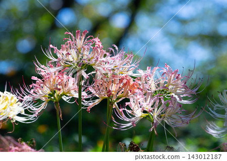 Close-up of pink spider lilies (Lycoris radiata) blooming on the embankment of Sakura Embankment Park in Yoshimi Town, Hiki District, Saitama Prefecture. Close-up of pink spider lilies (Lycoris radiata) blooming on the embankment of Sakura Embankment Park in Yoshimi Town, Hiki District, Saitama Prefecture. 143012187