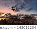 櫻花和沐浴在夕陽中的飛機。 143012234