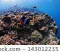 Clownfish swim comfortably in the sea off Cape Maeda, Onna Village, Okinawa Prefecture. 143012235